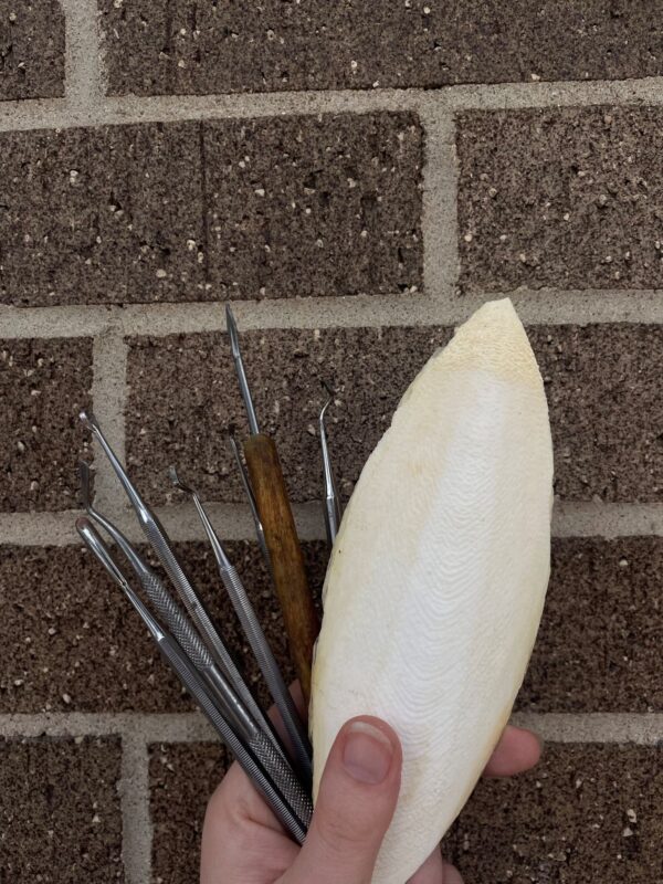Cuttlefish Casting - Image 4